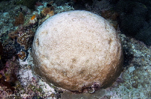 Coral Ball/Photographed with a Tokina 10-17 mm fisheye le... by Laurie Slawson 